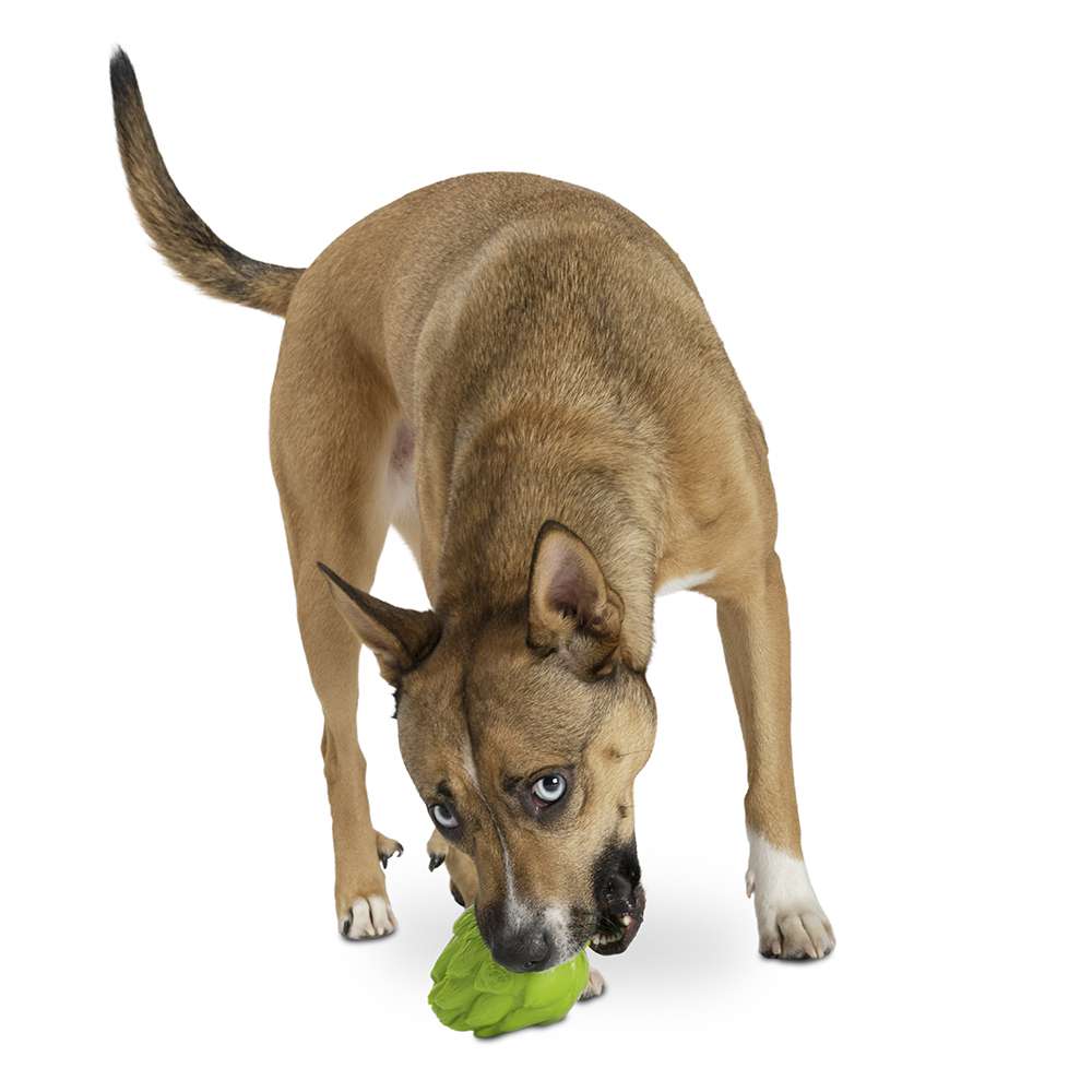 Planet Dog Artichoke - Image 2