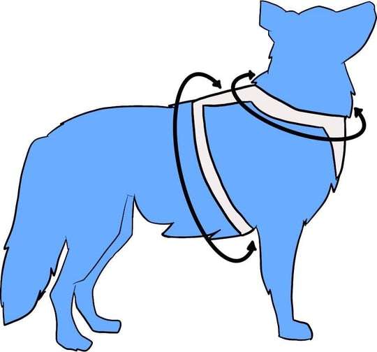 Blue Teddy Honey Bee Harness - Image 5